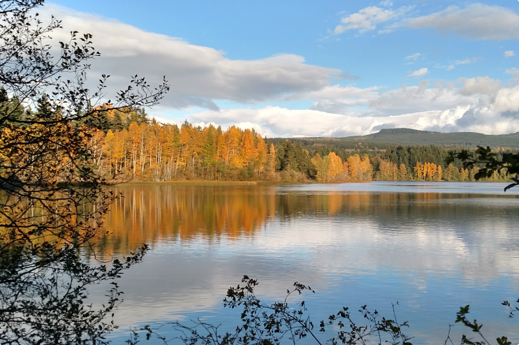 Water surrounded by a forest